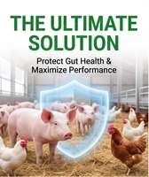 Degrader efficacement six mycotoxines majeures dans les aliments pour animaux, y compris l'aflatoxine, le zéaralénone, le déoxynivalénone, la toxine T-2, la fumonisine et l'ochratoxine.