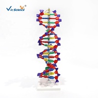 Modèle de structure de la double hélice ADN, modèle moléculaire d'ADN détachable pour l'enseignement en laboratoire de biologie CE/ISO/ROHS/CNAS