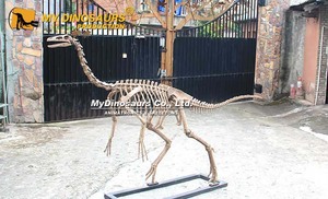 Mon squelette d'animal préhistorique éducatif fait main haute <span class=keywords><strong>simulation</strong></span> Dino <span class=keywords><strong>DS</strong></span>-118 - Product Image 3