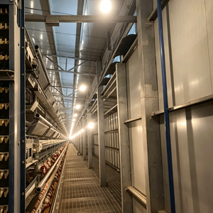 Nuevo Gallinero de 4 Niveles y 4 Puertas para 128 Aves, Acero Galvanizado en Frío Tipo A Yinanchun, Hebei, Garantía de 8 Años, Larga Vida Útil - Product Image 2