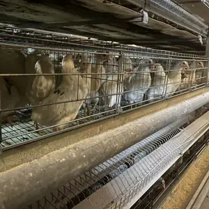 Jaula de pollos de engorde de Casa de gallinero Atype grande de capa barata Industrial automática para gallinas ponedoras para Saudl Arabla