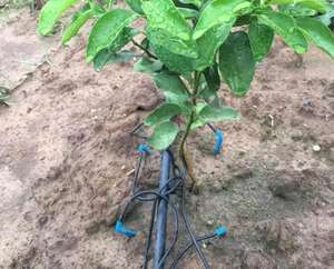 Système d'irrigation goutte à goutte en gros pour usine, 4 branches, goutteur à flèche avec micro-tube de 50 cm et goutteur <span class=keywords><strong>PC</strong></span> - Product Image 3