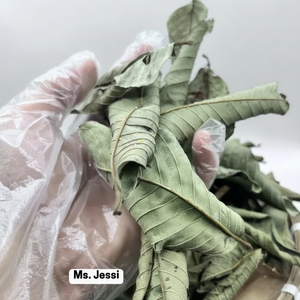 Feuilles de goyave séchées à l'air pur / Matière première pour thé aux herbes à base de plantes / Mme Jessi - Product Image 1
