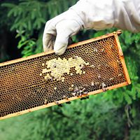 Lot de 10 cadres de ruche en bois massif noir de 9-1/8 pouces avec fondations en cire d'abeille 100 % naturelle pour ruches profondes