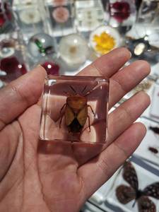 Colección de resina artesanal integrada, pisapapeles auténtico para insectos, animales orgánicos, especímenes de cristal - Product Image 3