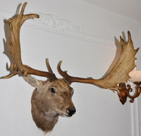 Sculpture murale tête de cerf Art Déco avec bois de cerf, design Élan & Lys – Décoration intérieure pour mariage, Diwali et Pâques, cave à vin, cheminée