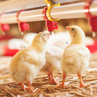 Équipement d'élevage de volailles de haute qualité pour poulaillers : Système d'abreuvoirs et d'alimentation