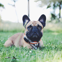 Système de suivi GPS pour chien EV200, version améliorée, étanche, classique, Android IOS, entraînement pour chien, suivi LED, carte SIM 2G, collier pour animal de compagnie