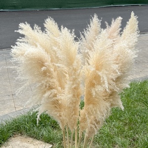 Bouquet de fleurs séchées en gros : Grandes herbes de la pampa, style nordique, pour décoration au sol, mariage, Nouvel An chinois - Product Image 2