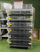 Nouvelle Cage à Cailles Commerciale en Acier Galvanisé Durable et Écologique, Conception Type H, Batterie Avicole Automatisée 6 Niveaux, Capacité 360