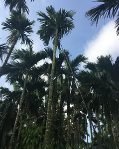 Herramienta de cosecha de frutas de fibra de carbono CNER postes telescópicos cosecha de Arecanut de coco 23m/poste telescópico cortador de aceite de palma cosecha