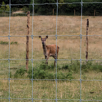 Clôture économique de maille de pâturage de bétail de filet galvanisé par ferme pour des moutons et des cerfs utilisés dans des treillis et des portes de champ