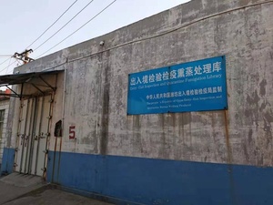 Chổi Lúa Miến Chất Lượng Cao Có Tay Cầm Bằng Gỗ/Nhựa/Chổi Kê - Product Image 6