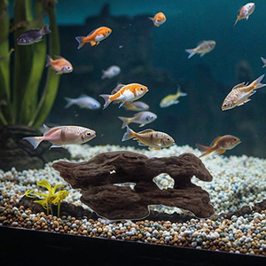 <span class=keywords><strong>Driftwood</strong></span> ragno rami assortiti acquario acquario decorazione rettile deriva ornamento di legno corteccia - Product Image 1