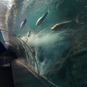 Meilleure vente de réservoir d'<span class=keywords><strong>aquarium</strong></span> professionnel en acrylique personnalisé Nouveau design Tunnel en acrylique en plastique écologique Aquariums de belle qualité - Product Image 1