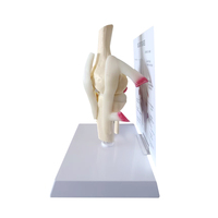 Modèle d'articulation du genou humain éducation taille naturelle modèle de squelette anatomique éducation des sciences médicales