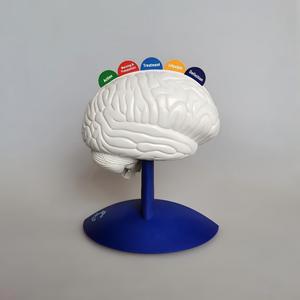 Modelo Anatómico del Funcionamiento del Cerebro Humano con Tarjetas Educativas - Modelo de Enseñanza de Regiones Cerebrales y Convulsiones para Educación Médica - Product Image 4