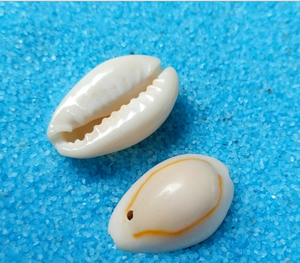Hair Mountings <strong>Braiding</strong> Cowrie Shell <strong>Beads</strong> for Hair Accessories Shell Hair Clip Decor 1kg - Product Image 6