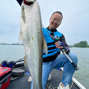 Caña de Pescar Histar V587, Japonesa, Toray Crossline <span class=keywords><strong>C</strong></span> Tape, Anillas Fuji, Alto Contenido de Carbono, Acción Rápida, Spinning, para Lubina, 2.13M <span class=keywords><strong>MHS</strong></span> - Product Image 5