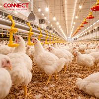 Équipement d'alimentation automatique pour l'élevage au sol des poulets de chair pour projets clés en main d'élevages avicoles
