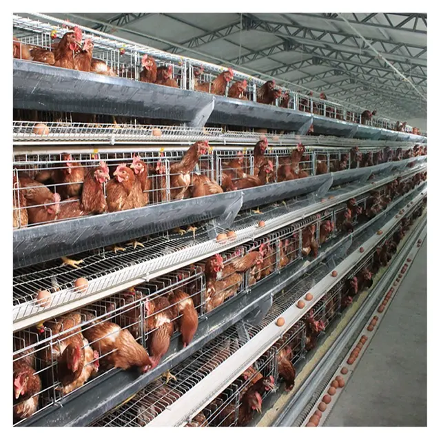 Chicken Cages Automatic Battery A Type Battery Layer Chicken Cages Automatic Egg Poultry Farming Equipment System