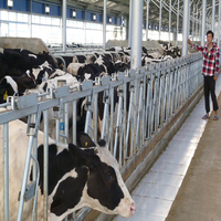 Establo Prefabricado de Acero para Vacas, de Bajo Costo, para Granjas Lecheras, con Viga de Acero en Forma de H, Techo de Fibra de Vidrio y Soldadura
