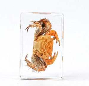 مجموعة عينات الحشرات الحقيقية معدات المختبرات المدرسية البلاستيك الحياة البحرية الحيوان نمط الراتنج التحنيط لوازم للزينة - Product Image 6