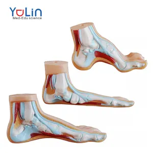 Medical Science Human Anatomical human plastic foot model, human muscles flat/arched foot model