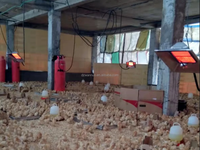 Vente en gros directe d'usine de ferme avicole sûre couveuse de chauffage au gaz infrarouge pour bébé poussin