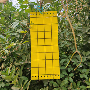 Bán Hàng Nóng Tùy Chỉnh Trong Các Kích Cỡ Khác Nhau Côn Trùng Lỗ<span class=keywords><strong>i</strong></span> Sticker Keo Bẫy Vàng Keo Hộ<span class=keywords><strong>i</strong></span> Đồng Quản Trị Dính Trá<span class=keywords><strong>i</strong></span> Cây Fly Bẫy - Product Image 1