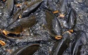 Premix di maiale di lievito di birra naturale al 100% polvere di polipeptide Immune ricca di oligoelementi organici, minerali, vitamine - Product Image 4