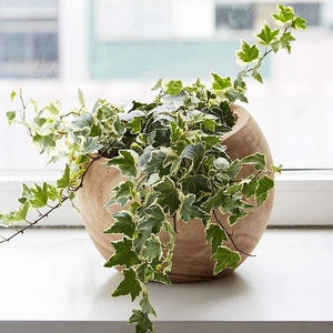 Paulownia-jarrón <span class=keywords><strong>de</strong></span> madera hecho a mano para decoración del hogar, <span class=keywords><strong>centro</strong></span> <span class=keywords><strong>de</strong></span> <span class=keywords><strong>mesa</strong></span> para fiestas, boda, arreglos florales - Product Image 1