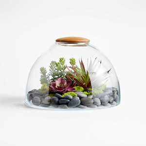 Das kuppel förmige Glaster rarium beherbergt Miniatur-Ökosysteme Pflanz vase Glaster rarium mit Holzdeckel - Product Image 3