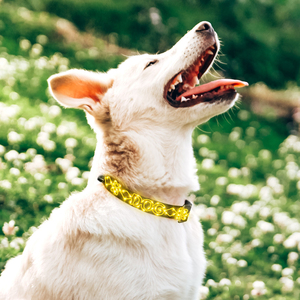 USB recargable LED luces perro <span class=keywords><strong>Collar</strong></span> noche cachorro seguro luminoso intermitente <span class=keywords><strong>collar</strong></span> poliéster suministros para mascotas - Product Image 2