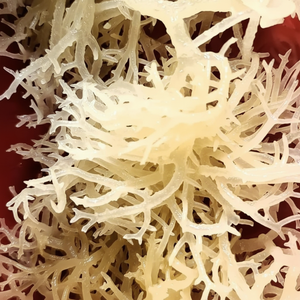 PROVEEDOR MUSGO DEL MAR CON ALTA CALIDAD Y BUEN PRECIO - Product Image 1