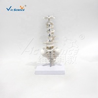 Modelo de Anatomía de Vértebras Humanas, Varios Tipos de Vértebras: Cervicales, Torácicas, Lumbares, Sacra, Coxis, para Enseñanza de Anatomía Ósea