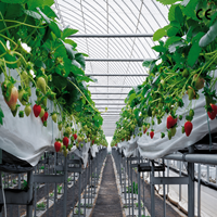 Grande serre multi-chapelles en film plastique avec structure en acier galvanisé à chaud et ventilation latérale et supérieure pour la culture commerciale de légumes et de fruits