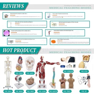 Modelo Anatómico Dental <span class=keywords><strong>de</strong></span> la Estructura del Diente Humano para la Enseñanza <span class=keywords><strong>de</strong></span> Estomatología en Facultades <span class=keywords><strong>de</strong></span> Medicina, con Certificaciones CE, ISO, ROHS y CNAS, para la Salud Dental - Product Image 5