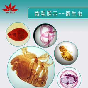 개별 슬라이드 <span class=keywords><strong>Ascaris</strong></span> lumbricoides 계란 기생충 준비 슬라이드 - Product Image 6