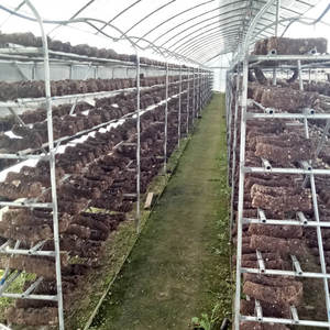 A basso costo di plastica fungo serra con il sistema di controllo del clima - Product Image 1