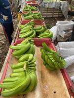 2023 Adam Hoge Kwaliteit Cavendish Banaan Groothandel Landbouwproduct Van Vietnam Beste Prijskeuze