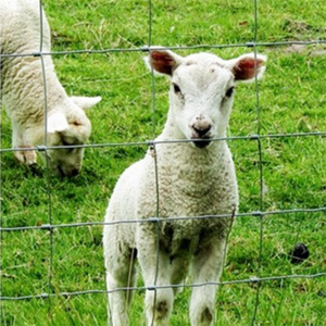 Direct van de fabriek: groothandel gegalvaniseerde/verzinkte/poedercoating geplateerde panelen voor vee, geschikt voor het afbakenen van weilanden. - Product Image 3