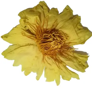 ดอกไม้ Nymphaea Mexicana,ดอกลิลลี่ในบ่อน้ำสีเหลืองแห้งมีกลิ่นหอมสำหรับชา