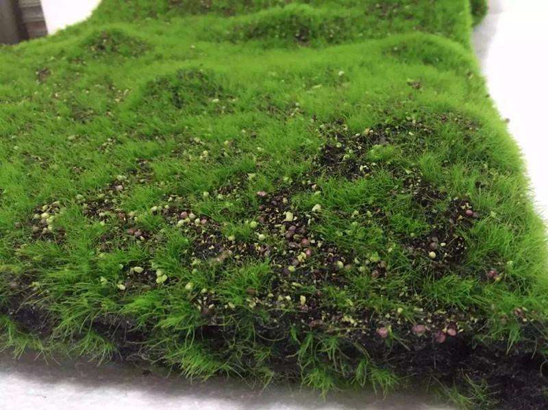 N. 1 prato di muschio in pietra ornamentale