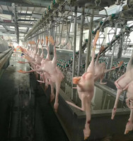 Refroidisseur à vis en acier inoxydable pour l'abattage de volailles et de poulets