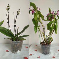 Pots de culture ronds transparents épais et durables de plusieurs tailles, pots de fleurs respirants en plastique pour le jardin