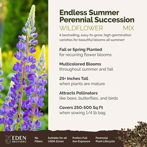 Mezcla de flores perennes de verano sin fin de <span class=keywords><strong>Eden</strong></span> Brothers 1/4 LB 120.000 + Coneflower atrae PÁJAROS PARA jardineras de jardín y exteriores - Product Image 2