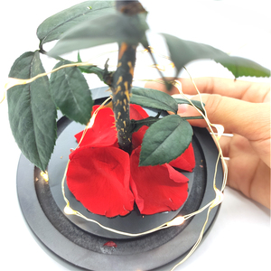 <span class=keywords><strong>Rosa</strong></span> real <span class=keywords><strong>preservada</strong></span> de La <span class=keywords><strong>Bella</strong></span> <span class=keywords><strong>y</strong></span> la <span class=keywords><strong>Bestia</strong></span> en cúpula de cristal con luz Led, regalo para el Día de San Valentín, venta al por mayor - Product Image 5