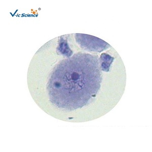 Juego de Portaobjetos de <span class=keywords><strong>Microscopio</strong></span> para Ciencias Médicas, Muestra de <span class=keywords><strong>Mitosis</strong></span> y Meiosis de Zea Mays, Material Educativo para la Enseñanza - Product Image 6