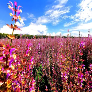 GMP, стандарт высокого качества, Экстракт Salvia Sclarel, пищевой Sclareol, растворитель, экстрагированный в барабанной упаковке, Халяль, сертифицированный - Product Image 6